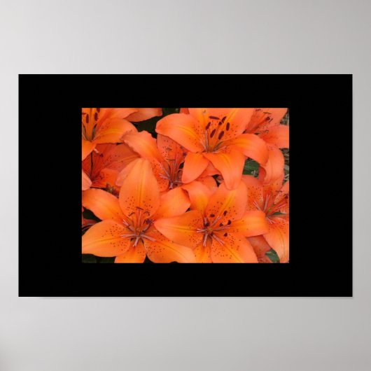 Lilies Poster (Voorkant)