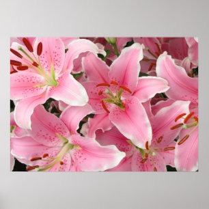 Lilies Poster