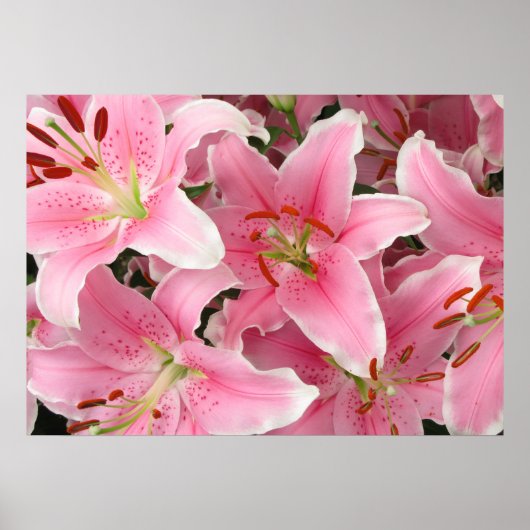 Lilies Poster (Voorkant)