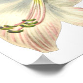 Lilies Print van Pierre-Joseph Redouté (Hoek)