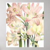 Lilies Print van Pierre-Joseph Redouté (Voorkant)