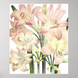 Lilies Print van Pierre-Joseph Redouté