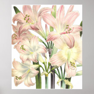 Lilies Print van Pierre-Joseph Redouté