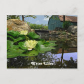 Lilies water in de hond briefkaart (Voorkant)