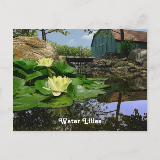 Lilies water in de hond briefkaart (Voorkant)