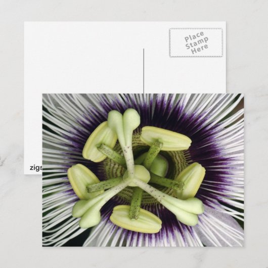 Lilikoi Flower Briefkaart (Voorkant / Achterkant)