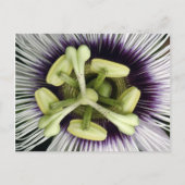 Lilikoi Flower Briefkaart (Voorkant)