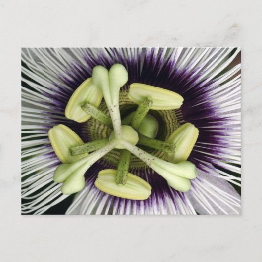 Lilikoi Flower Briefkaart (Voorkant)