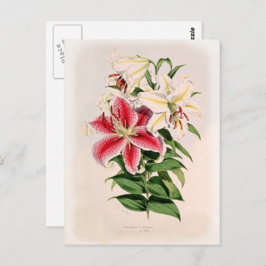 Lilium auratum briefkaart (Voorkant / Achterkant)