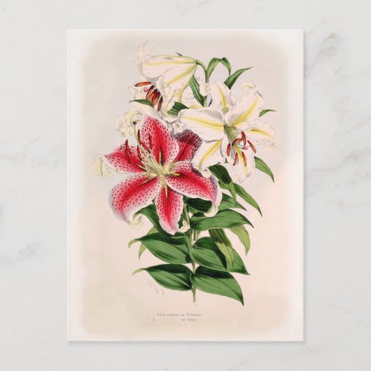 Lilium auratum briefkaart (Voorkant)