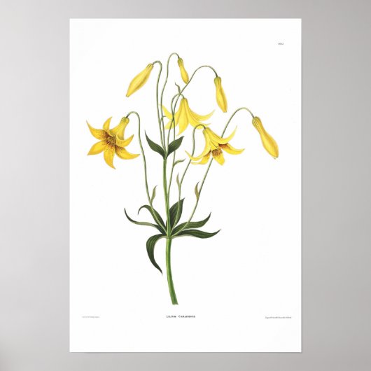 Lilium canadense poster (Voorkant)