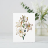Lilium Candidum of Madonna Lily By Redoute Briefkaart (Staand voorkant)