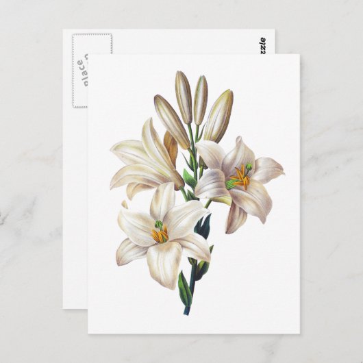 Lilium Candidum of Madonna Lily By Redoute Briefkaart (Voorkant / Achterkant)