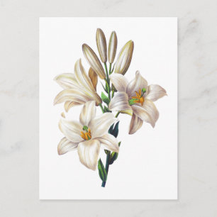 Lilium Candidum of Madonna Lily By Redoute Briefkaart