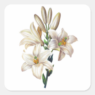 Lilium Candidum of Madonna Lily By Redoute Vierkante Sticker