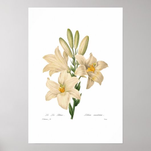 Lilium candidum poster (Voorkant)