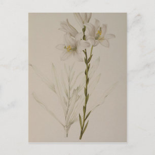 Lilium Candidum uit "Les Liliacees", 1807 Briefkaart