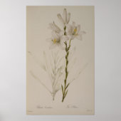 Lilium Candidum uit "Les Liliacees", 1807 Poster (Voorkant)