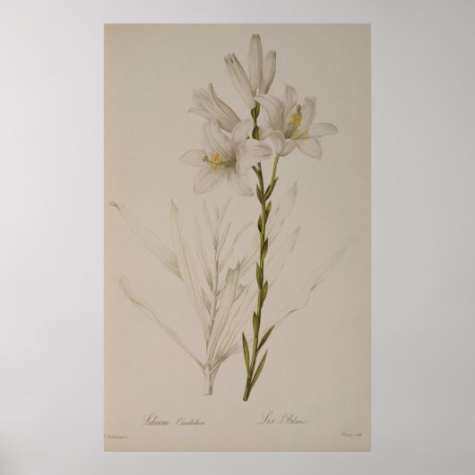 Lilium Candidum uit "Les Liliacees", 1807 Poster (Voorkant)