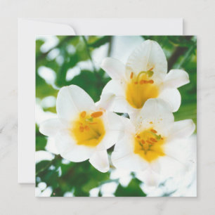 Lilium candidum - Witte lelies Kaart