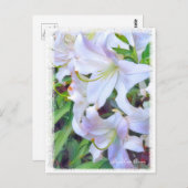 Lilium "Casa Blanca" (Briefkaart) ポ カ ー ド Briefkaart (Voorkant / Achterkant)
