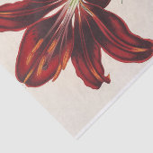 Lilium Hæmatochroum (Hybridum) van Charles Lemaire Tissuepapier (Detail)