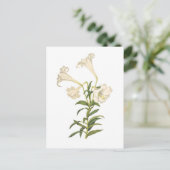 Lilium longiflorum briefkaart (Staand voorkant)