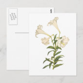 Lilium longiflorum briefkaart (Voorkant / Achterkant)