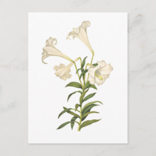Lilium longiflorum briefkaart