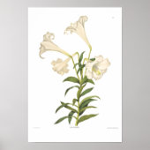 Lilium longiflorum poster (Voorkant)