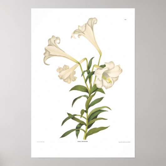Lilium longiflorum poster (Voorkant)