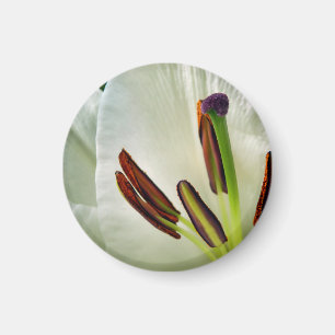 Lilium oosterse witte magneet