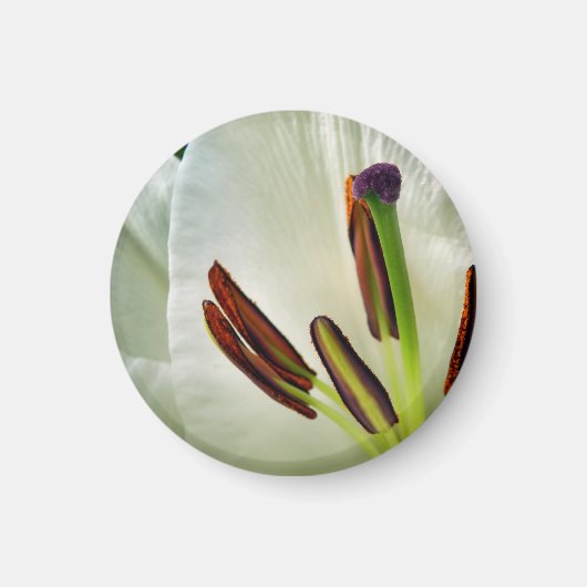 Lilium oosterse witte magneet (Voorkant)