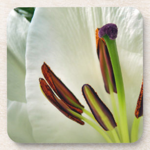 Lilium Oriental White Bier Onderzetter