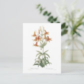 Lilium penduliflorum briefkaart (Staand voorkant)