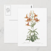 Lilium penduliflorum briefkaart (Voorkant / Achterkant)