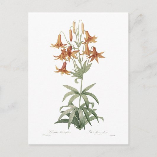 Lilium penduliflorum briefkaart (Voorkant)