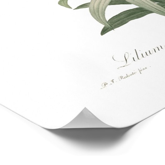 Lilium penduliflorum poster (Hoek)