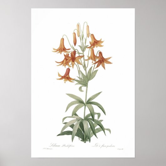 Lilium penduliflorum poster (Voorkant)