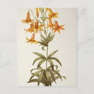 Lilium Penduliflorum uit Liliacees 1811 Briefkaart