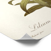 Lilium Penduliflorum uit Liliacees 1811 Poster (Hoek)