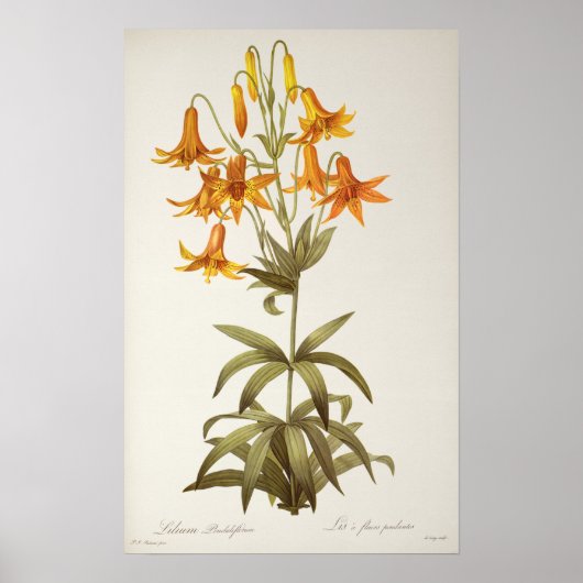 Lilium Penduliflorum uit Liliacees 1811 Poster (Voorkant)