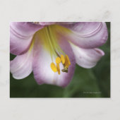 Lilium regale is een trompetbloemige lelie, inheem briefkaart (Voorkant)