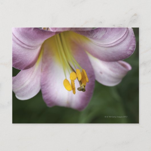 Lilium regale is een trompetbloemige lelie, inheem briefkaart (Voorkant)
