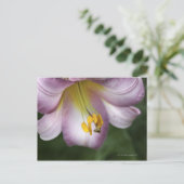 Lilium regale is een trompetbloemige lelie, inheem briefkaart (Staand voorkant)