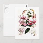 Lilium speciosum briefkaart (Voorkant / Achterkant)