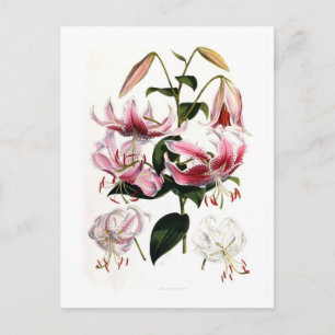 Lilium speciosum briefkaart