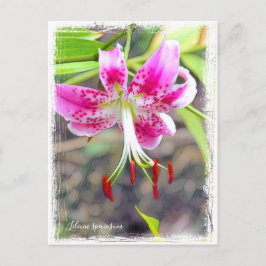 Lilium speciosum [Briefkaart] ポ ト カ ド ス Briefkaart