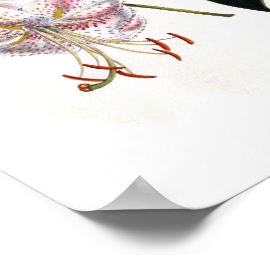 Lilium speciosum poster (Hoek)