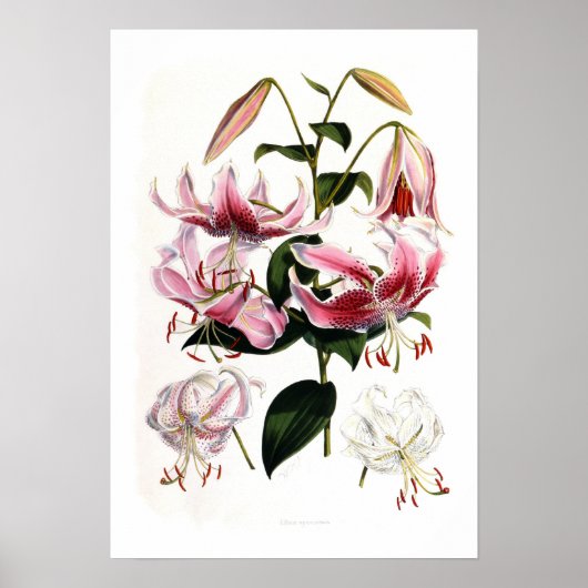 Lilium speciosum poster (Voorkant)